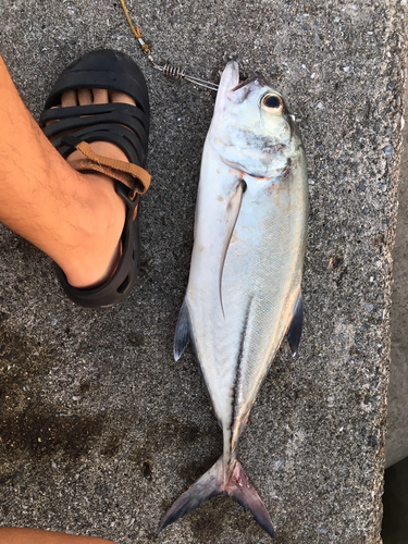 ギンガメアジの釣果