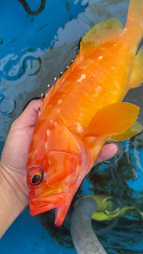 アカハタの釣果