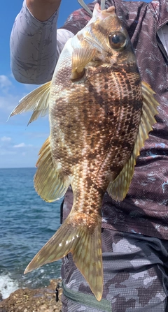 メイチダイの釣果