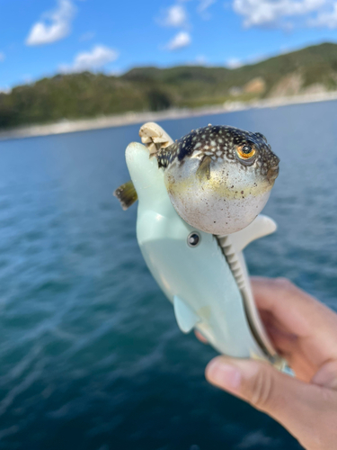 クサフグの釣果