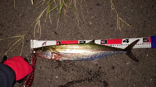 サゴシの釣果