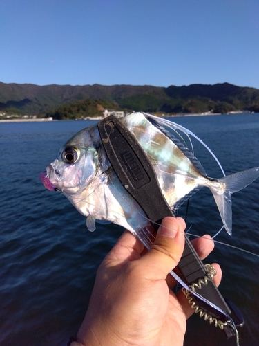 イトヒキアジの釣果