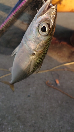 サバの釣果