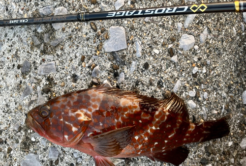 キジハタの釣果