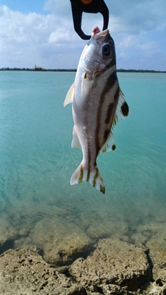 クワガナーの釣果