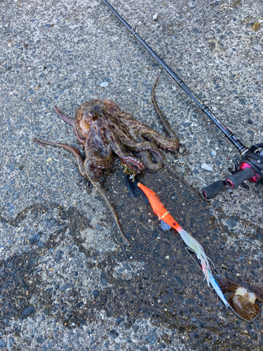 タコの釣果