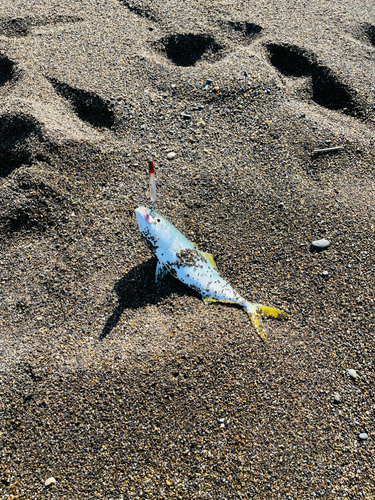 ワカシの釣果