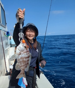 メイチダイの釣果