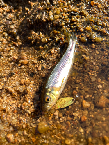 カワムツの釣果