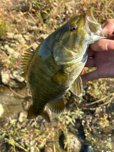 スモールマウスバスの釣果