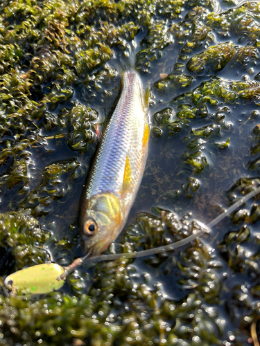 カワムツの釣果