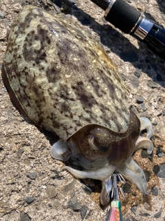 モンゴウイカの釣果