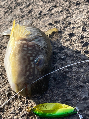 フグの釣果