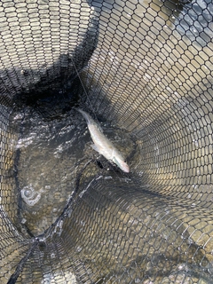 セイゴ（マルスズキ）の釣果