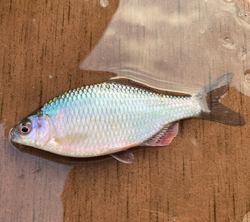 タナゴの釣果