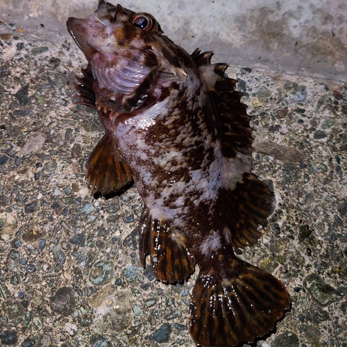 ムラソイの釣果