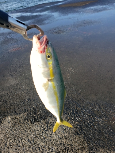 ツバイソの釣果