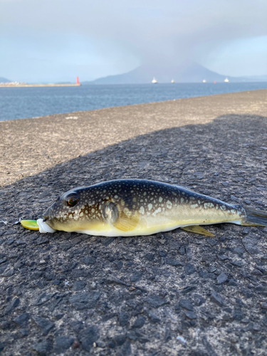 フグの釣果