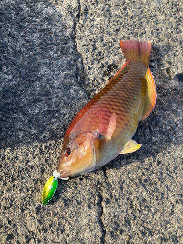 ベラの釣果