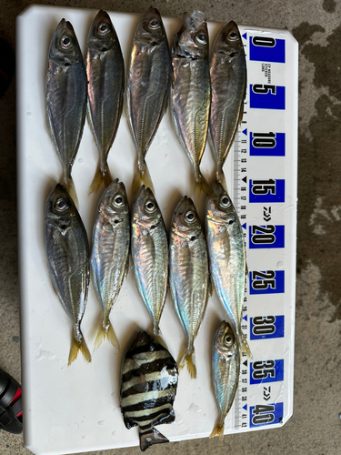 アジの釣果