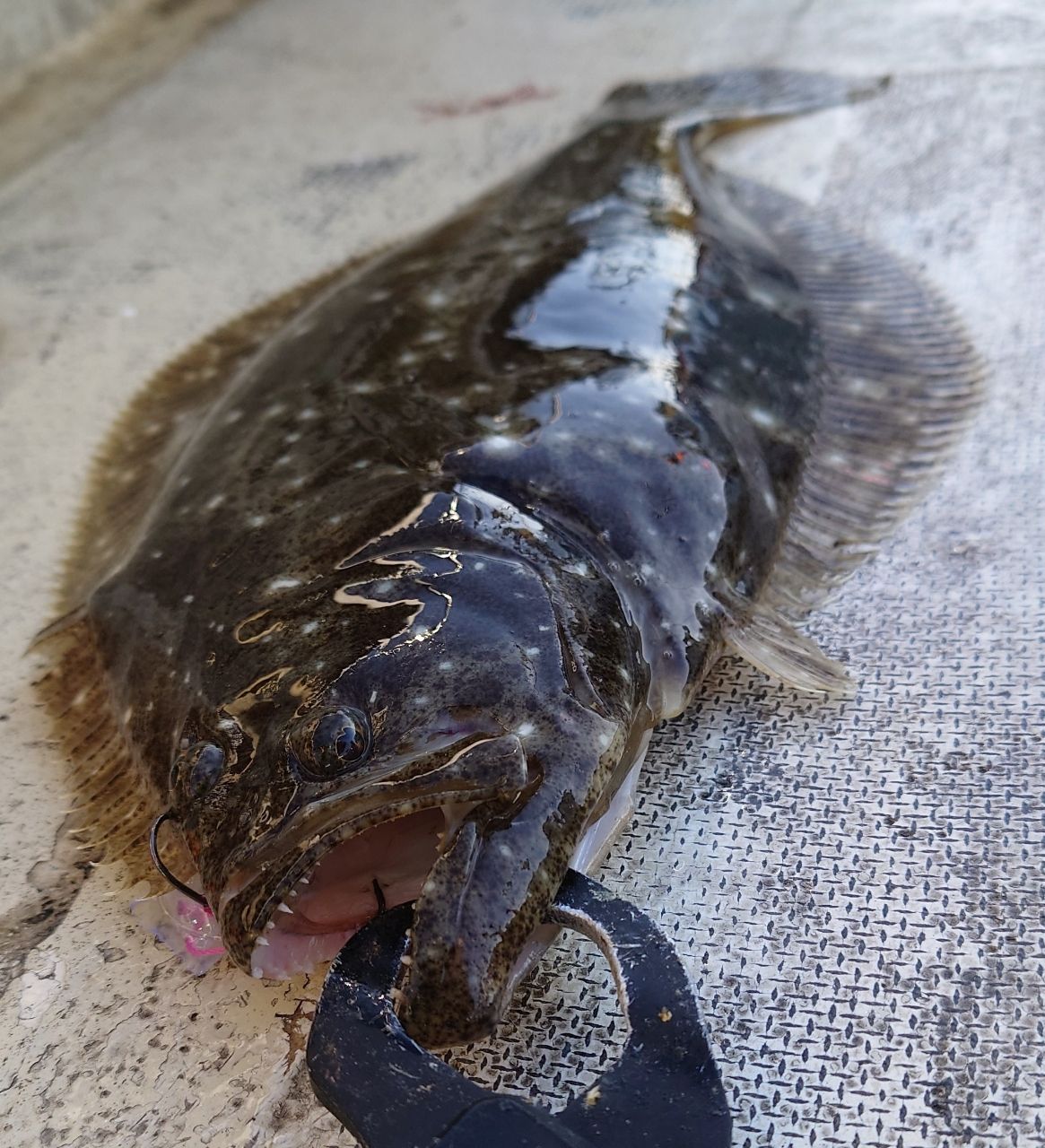 オミオミ（オミモン）さんの釣果 1枚目の画像