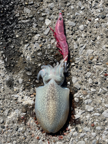 シリヤケイカの釣果