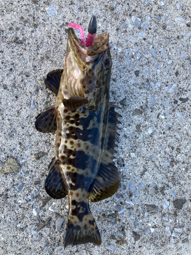 チャイロマルハタの釣果