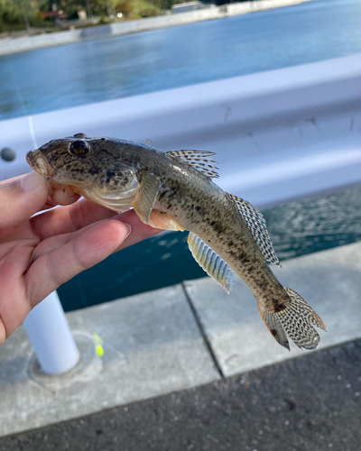 マハゼの釣果