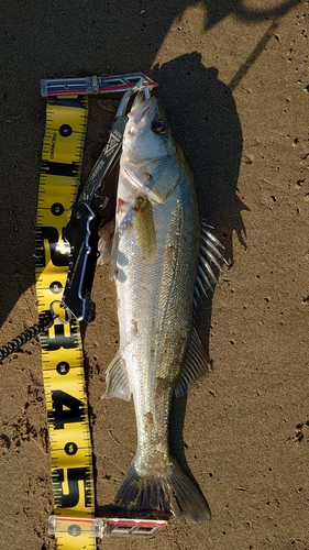 シーバスの釣果