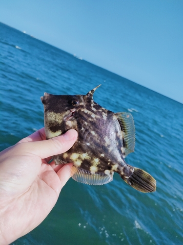 カワハギの釣果