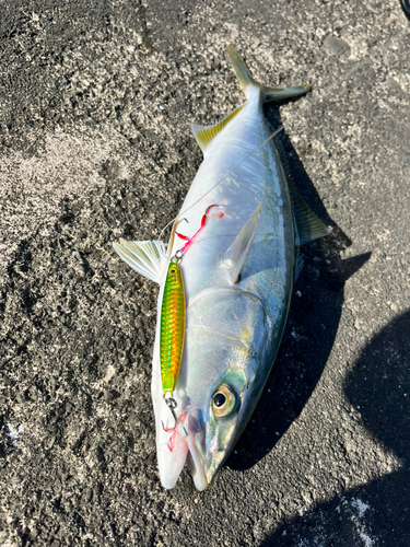 ツバスの釣果