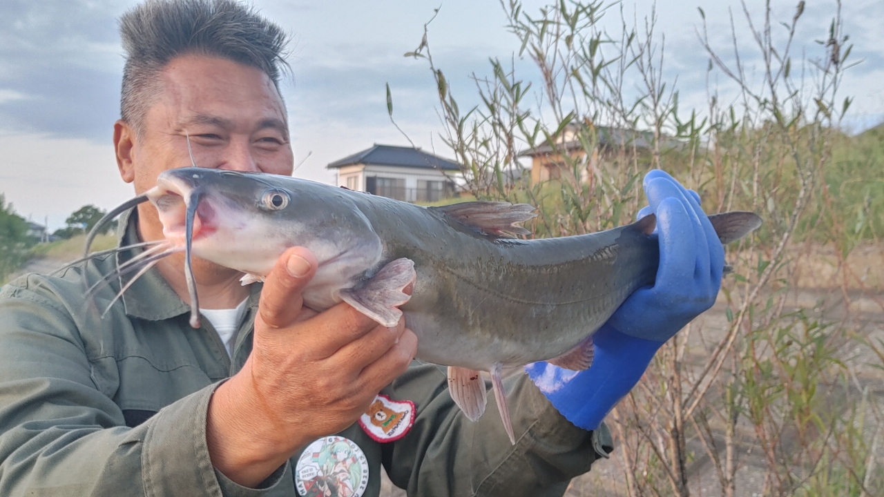 アメリカナマズ