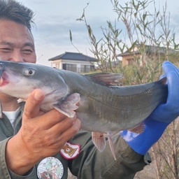 アメリカナマズ