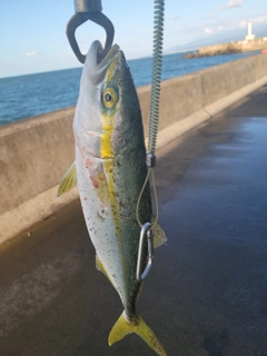 ツバイソの釣果