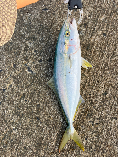 イナダの釣果