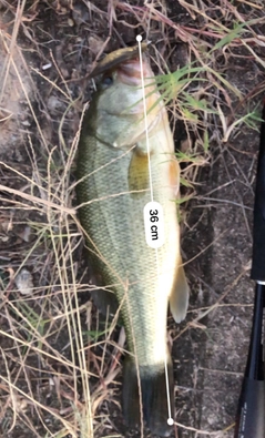 ブラックバスの釣果