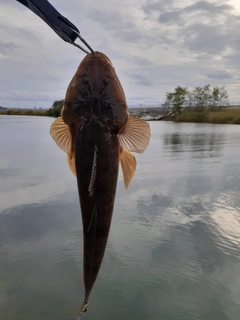 コチの釣果