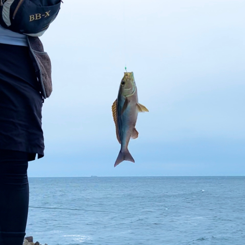 イサキの釣果