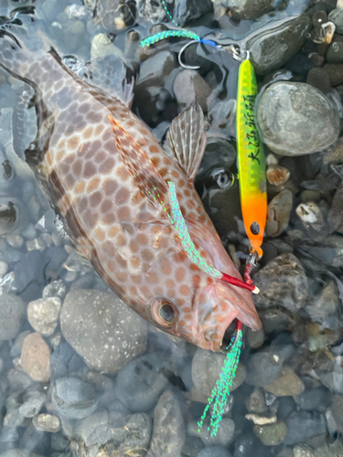 オオモンハタの釣果