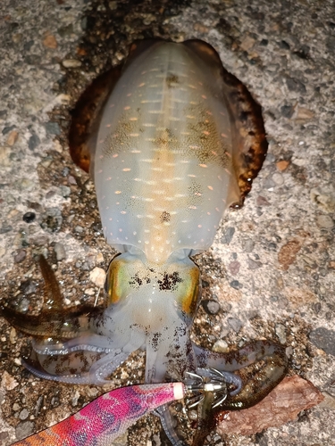 アオリイカの釣果