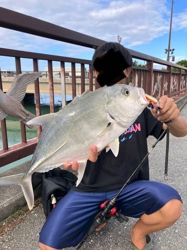 ロウニンアジの釣果