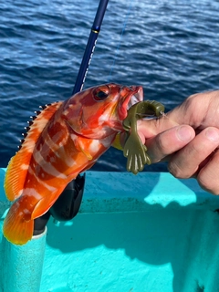 アカハタの釣果