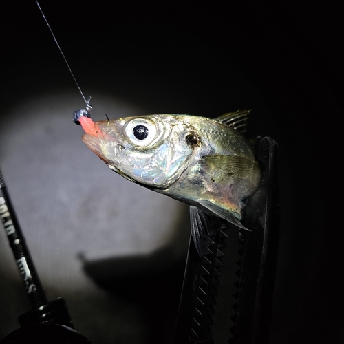 マアジの釣果