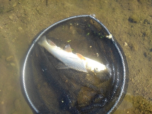 ニゴイの釣果