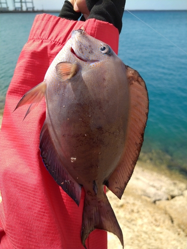 トカジャーの釣果