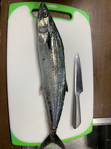 サゴシの釣果