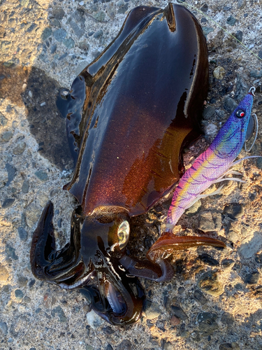 アオリイカの釣果