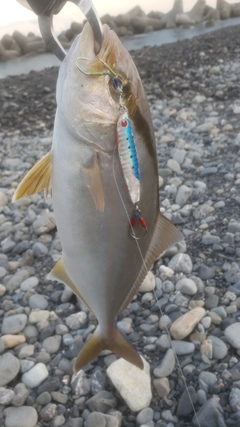 カンパチの釣果