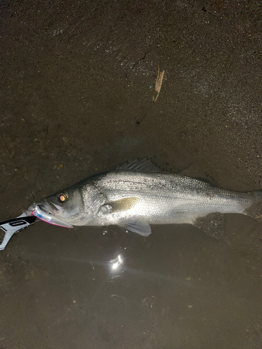 スズキの釣果