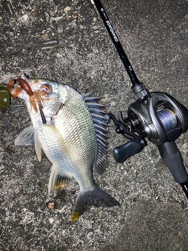 キビレの釣果